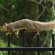 Illustration for article titled Study Finds Average Squirrel Lives Through Human Equivalent Of 7 Action Films Every Day